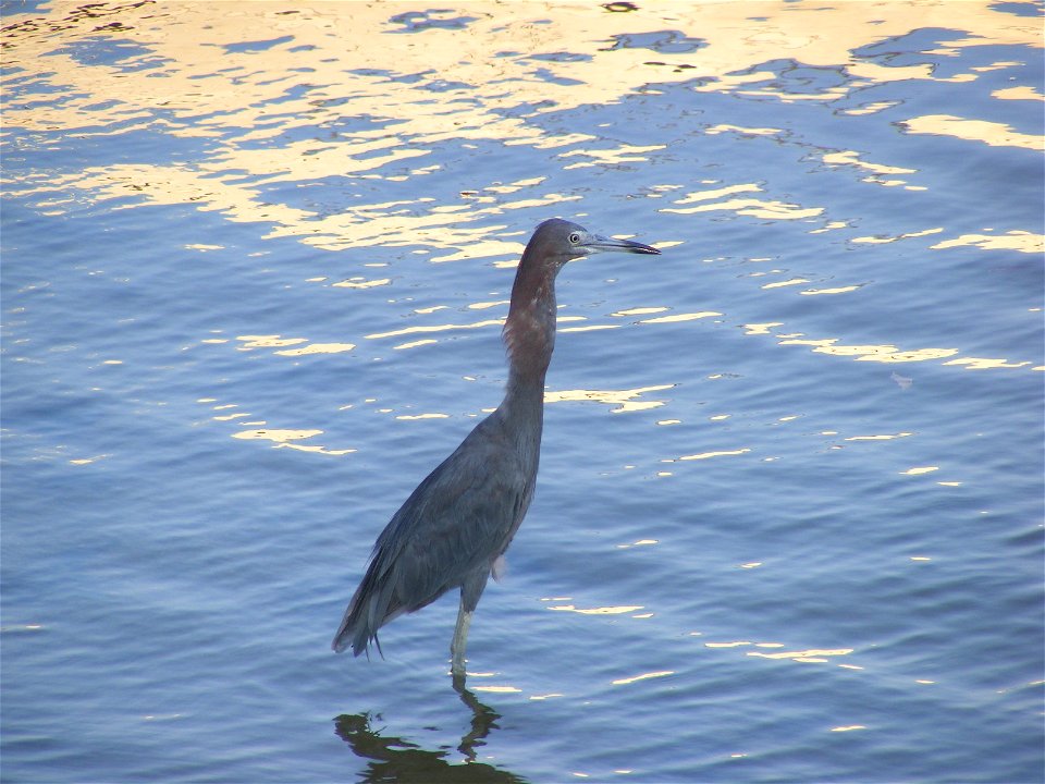 A hungry Little Blue Heron wades in Halifax River near Daytona Beach.