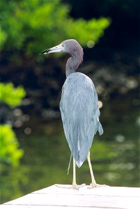 A heron sits on the dock alongside the water. Numerous species of herons live and roost in the waters that surround Tampa Bay.  Tampa Bay, Florida. November 4, 2000