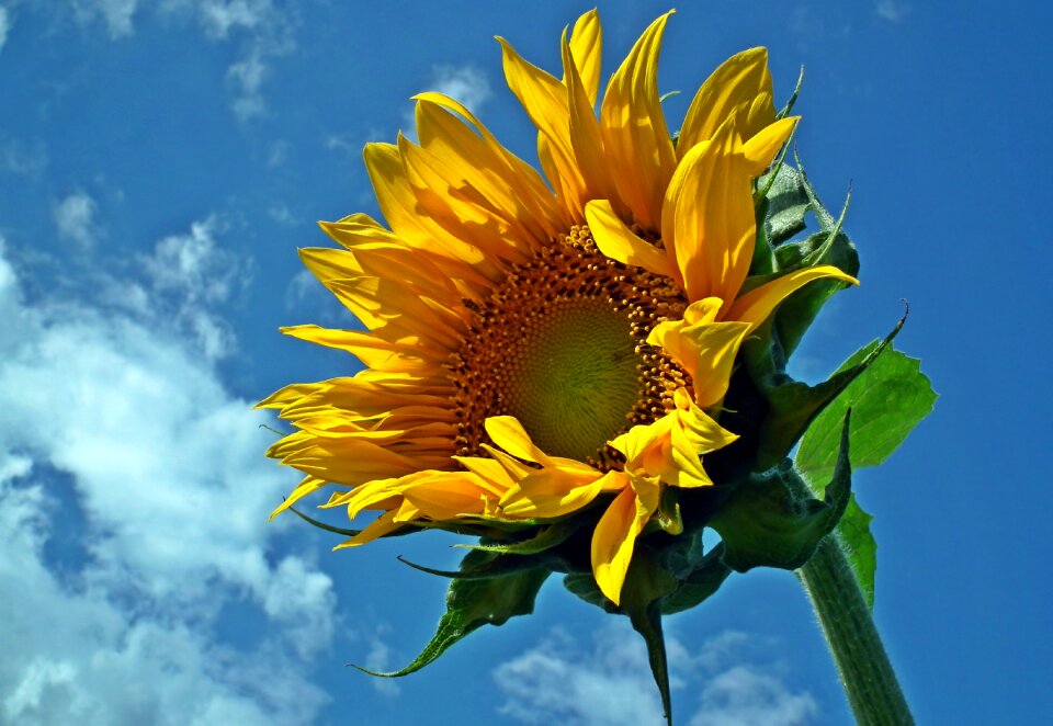 Clouds yellow summer