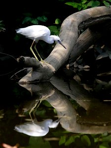 Juvenile little blue heron at John Heinz National Wildlife Refuge in Philadelphia, Pennsylvania. Credit: Bill Buchanan/USFWS photo