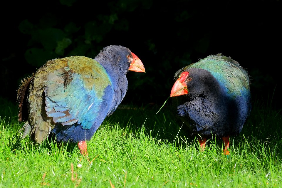 Female and male takahē standing in the grass; female on the left, male on the right eating grass