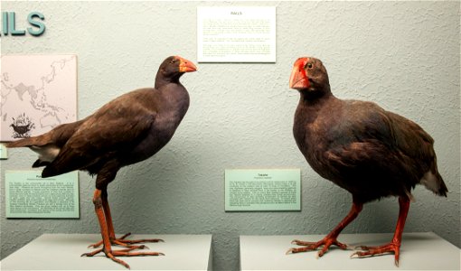 Takahe and Porpyrio melanotuslabel QS:Len,"Takahe and Porpyrio melanotus" label QS:Lhu,"Takahe + Porpyrio melanotus" photo