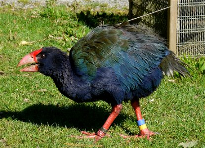 Takahe in Zealandia in Wellington