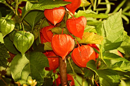 Fruit herbaceous perennial