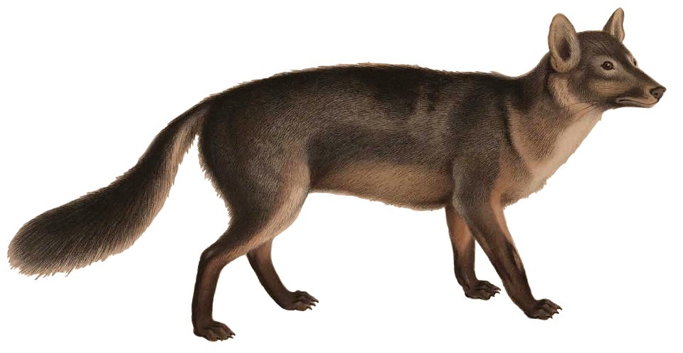 Maikong