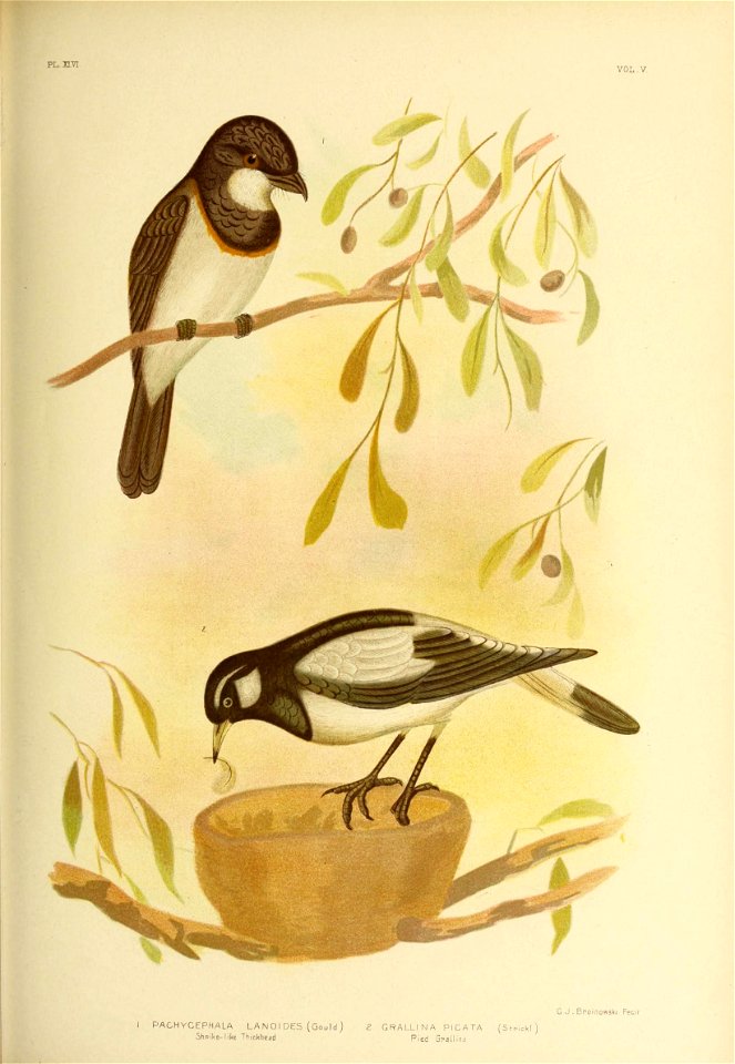 G.J . Bpoinowski Fecil 
I PAGH YCEPHALA LA N I DE5 ( Gou Id ) 2 GRALLINA PICATA (ShPickl ) 

Shpike-like Thickhead Pied Gpallina