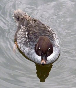 Wasservogel im Heidelberger Zoo