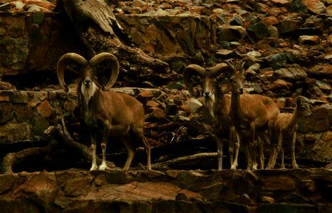 Urials (Ovis vignei arkal) at Pretoria Zoo photo