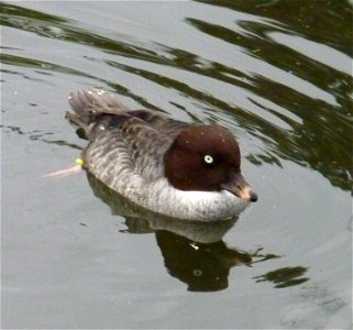 Wasservogel im Heidelberger Zoo photo