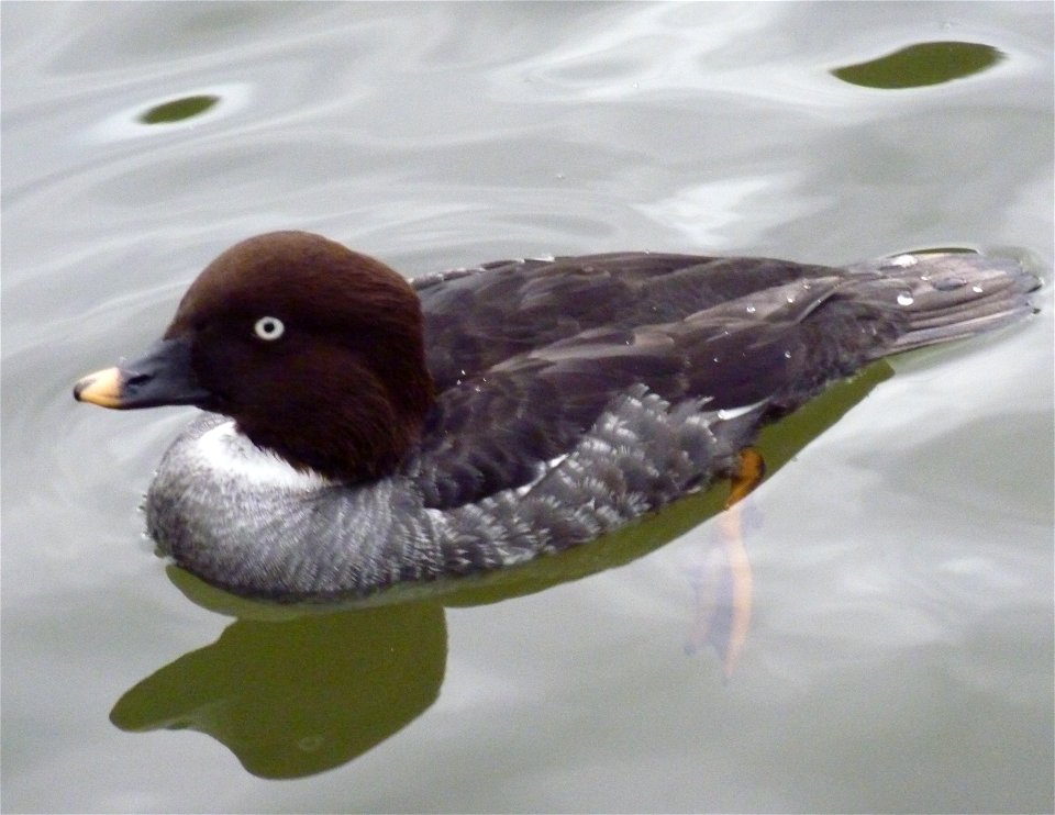 Wasservogel im Heidelberger Zoo