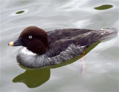 Wasservogel im Heidelberger Zoo