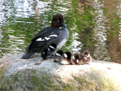 Bucephala clangula (Common Goldeneye) female with chicks in Seurasaari.