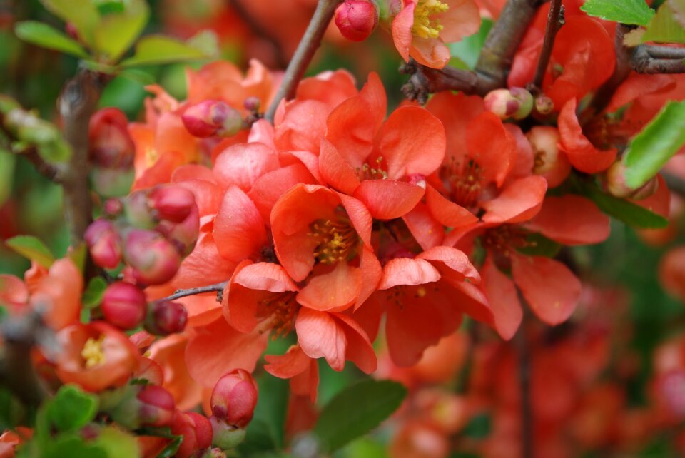 Garden fruit blooming