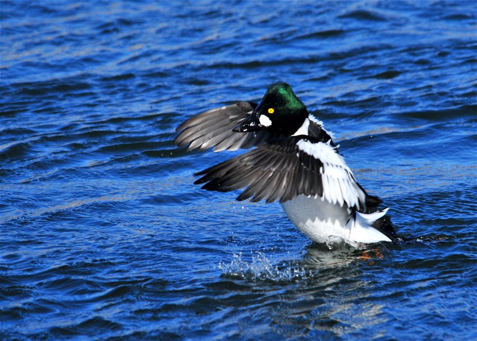 Photo: Tom Koerner/USFWS