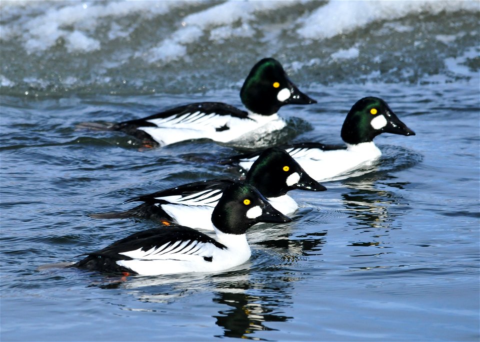 Photo: Tom Koerner/USFWS
