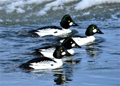 Photo: Tom Koerner/USFWS photo