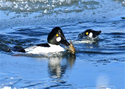 Photo: Tom Koerner/USFWS