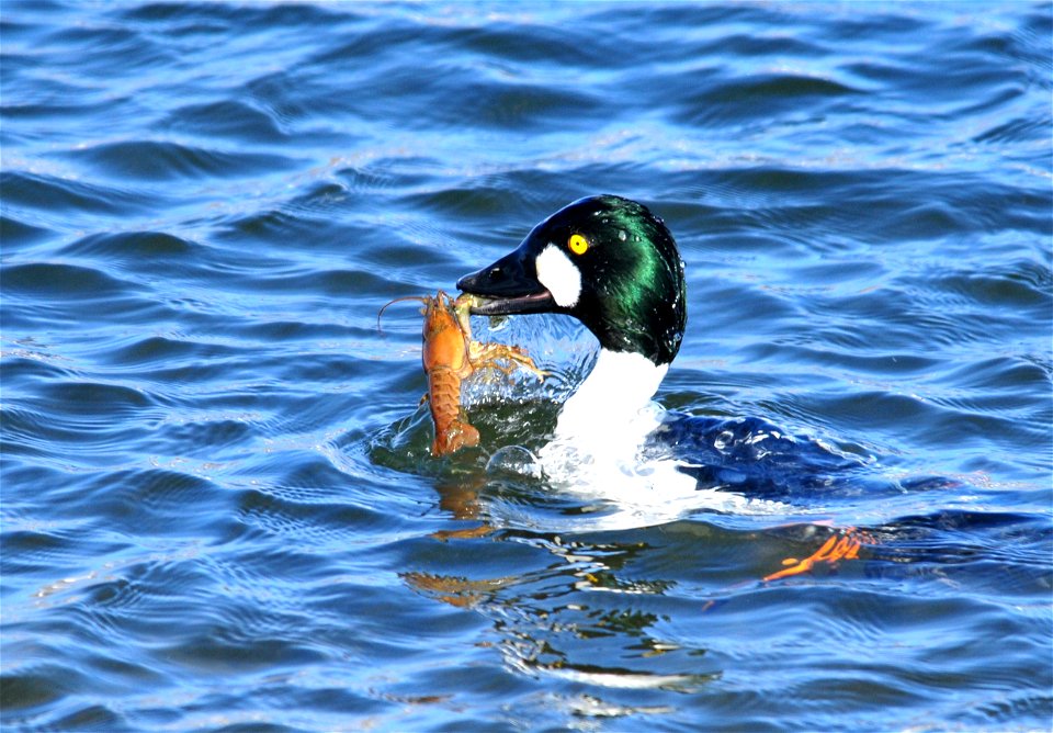 A common goldeneye on Seedskadee NWR returns to the surface of the Green River with a Northern crayfish (Orconectes virilis).   Crayfish appear to make up a significant portion of the diet of common g