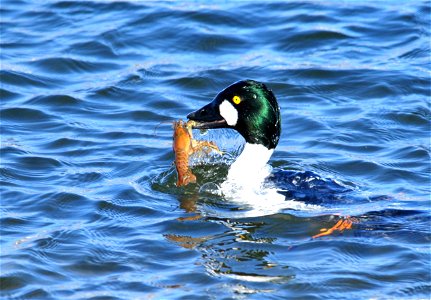 A common goldeneye on Seedskadee NWR returns to the surface of the Green River with a Northern crayfish (Orconectes virilis).   Crayfish appear to make up a significant portion of the diet of common g