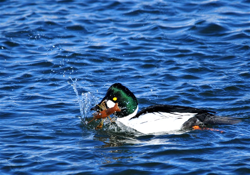 A common goldeneye on Seedskadee NWR with a Northern crayfish (Orconectes virilis).   The large claws are removed/eaten before the goldeneye swallows this crayfish whole. Crayfish appear to make up a 