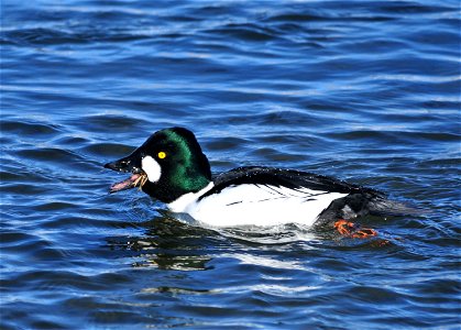A common goldeneye on Seedskadee NWR swalling  a Northern crayfish (Orconectes virilis).   The large claws were removed/eaten before the goldeneye swallows this crayfish whole. Crayfish appear to make