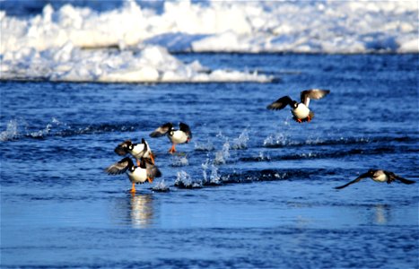 Photo: Tom Koerner/USFWS photo