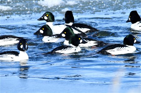 Photo: Tom Koerner/USFWS photo