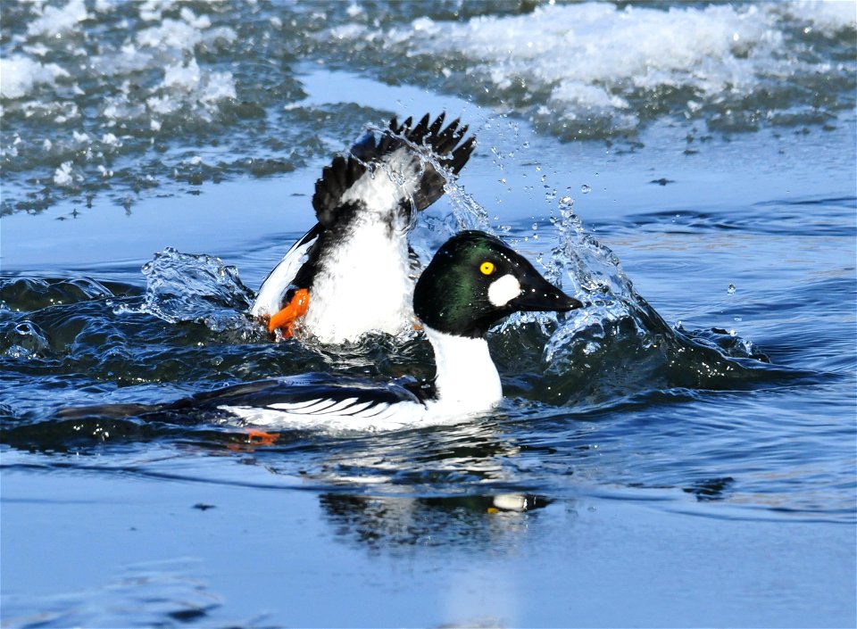 Common goldeneyes on Seedskadee NWR repeatedly dive to locate Northern crayfish (Orconectes virilis) on the river bottom. In this photo, one returns to the surface, as another begins its dive.  Crayfi