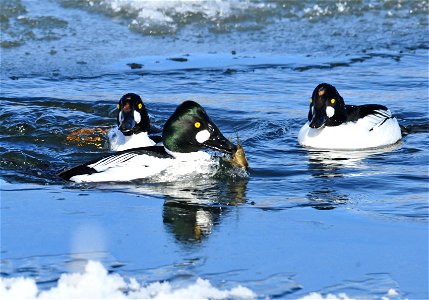 Photo: Tom Koerner/USFWS