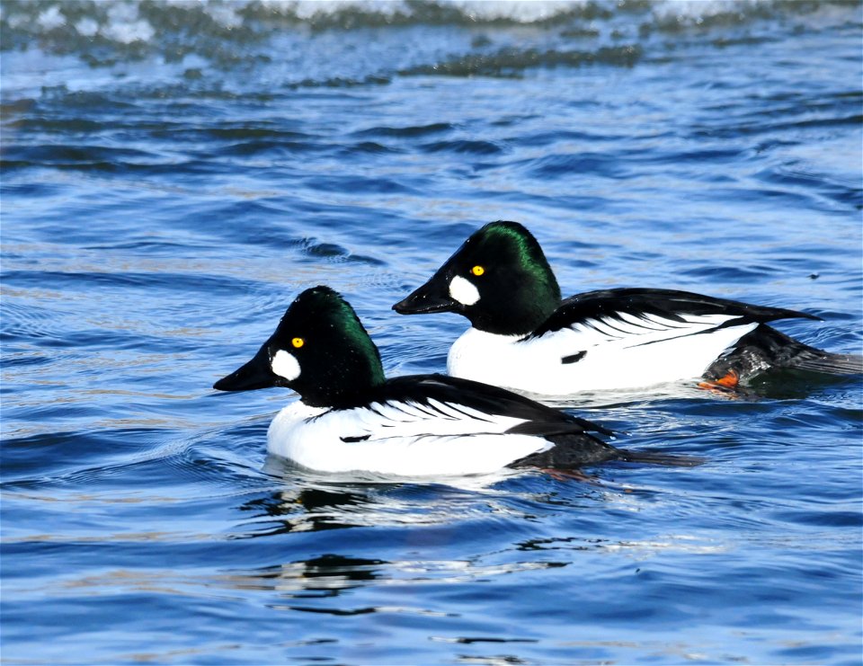 Photo: Tom Koerner/USFWS