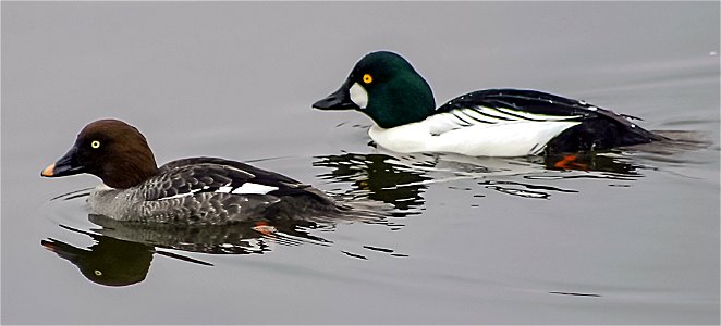 Pair of Common Goldeneyes (Bucephala clangula)

Taken at Lake Merritt in Oakland, CA