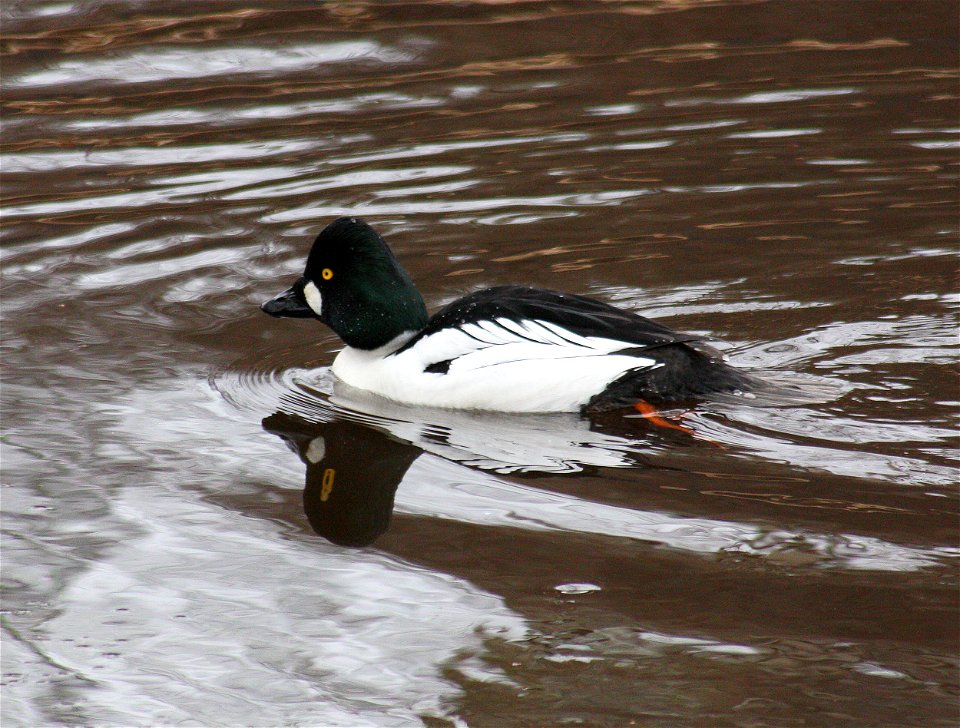 Male Common Goldeneye (Bucephala clangula) in Hupisaaret Park in Oulu.