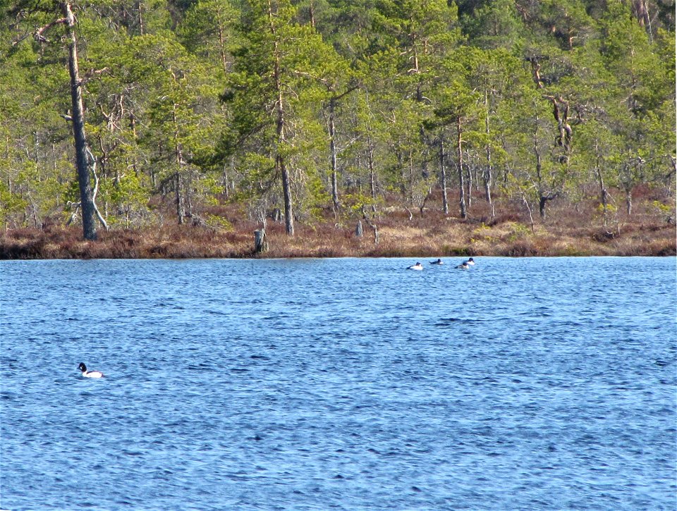Lake Kauhalammi in Kauhaneva–Pohjankangas National Park, Finland. There are also Common Goldeneye's (Bucephala clangula) on the lake.