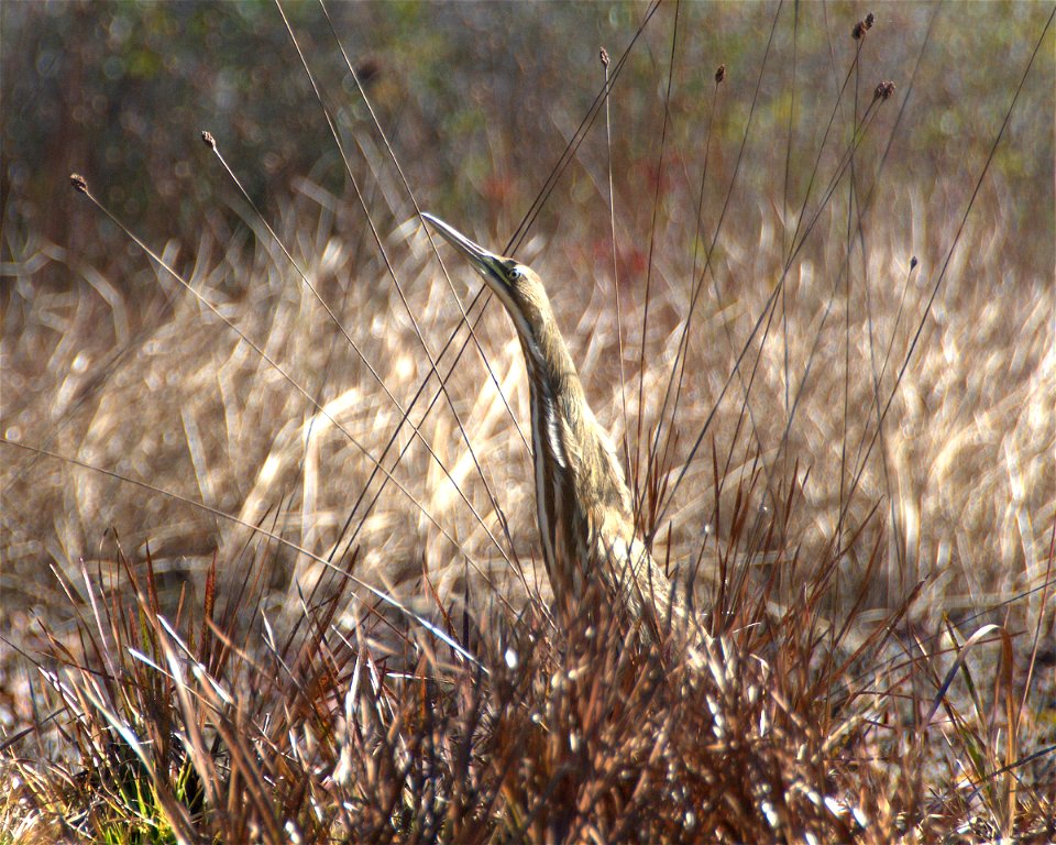 American Bittern in Chase Prairie, along Round Top Trail.
Date: November 2010

Credit: Steve Brooks