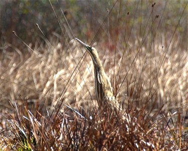 American Bittern in Chase Prairie, along Round Top Trail.
Date: November 2010

Credit: Steve Brooks