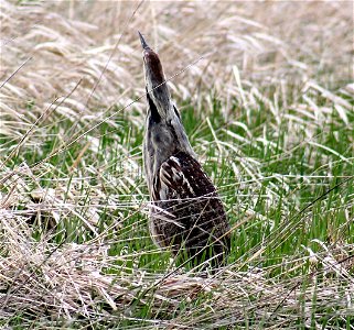 American Bittern at the Missisquoi National Wildlife Refuge Photo Credit: Ken Sturm/USFWS photo