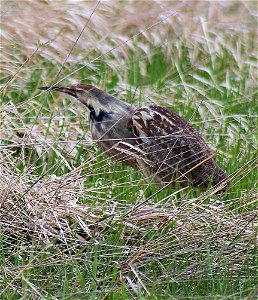 American Bittern at the Missisquoi National Wildlife Refuge Photo Credit: Ken Sturm/USFWS photo