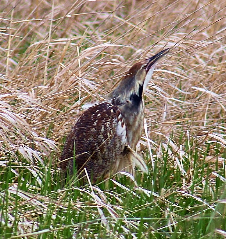 American Bittern at the Missisquoi National Wildlife Refuge


Photo Credit: Ken Sturm/USFWS