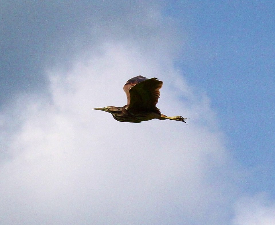 American bittern in flight.


Credit: Ken Sturm/USFWS