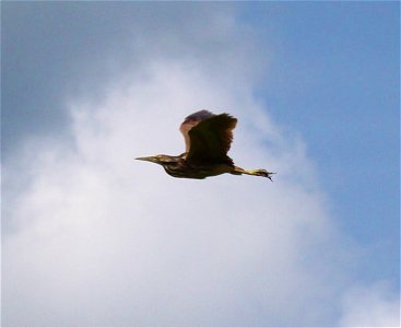 American bittern in flight.


Credit: Ken Sturm/USFWS