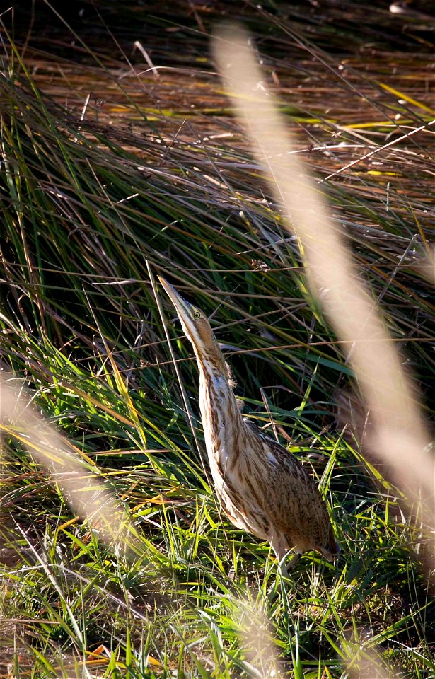 K. Theule / USFWS