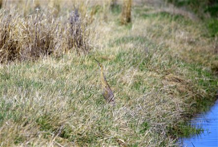American Bittern at Cokeville Meadows NWR next to the Pixley Ditch.  Credit: USFWS Katie Theule