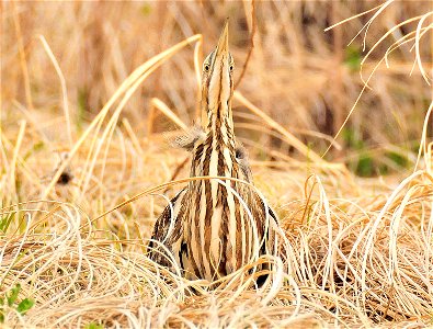 The location and angle of the American Bittern's eyes allow it to point is head to the sky and still see what is going on front, below and all around. Photo Credit: Tom Koerner/USFWS