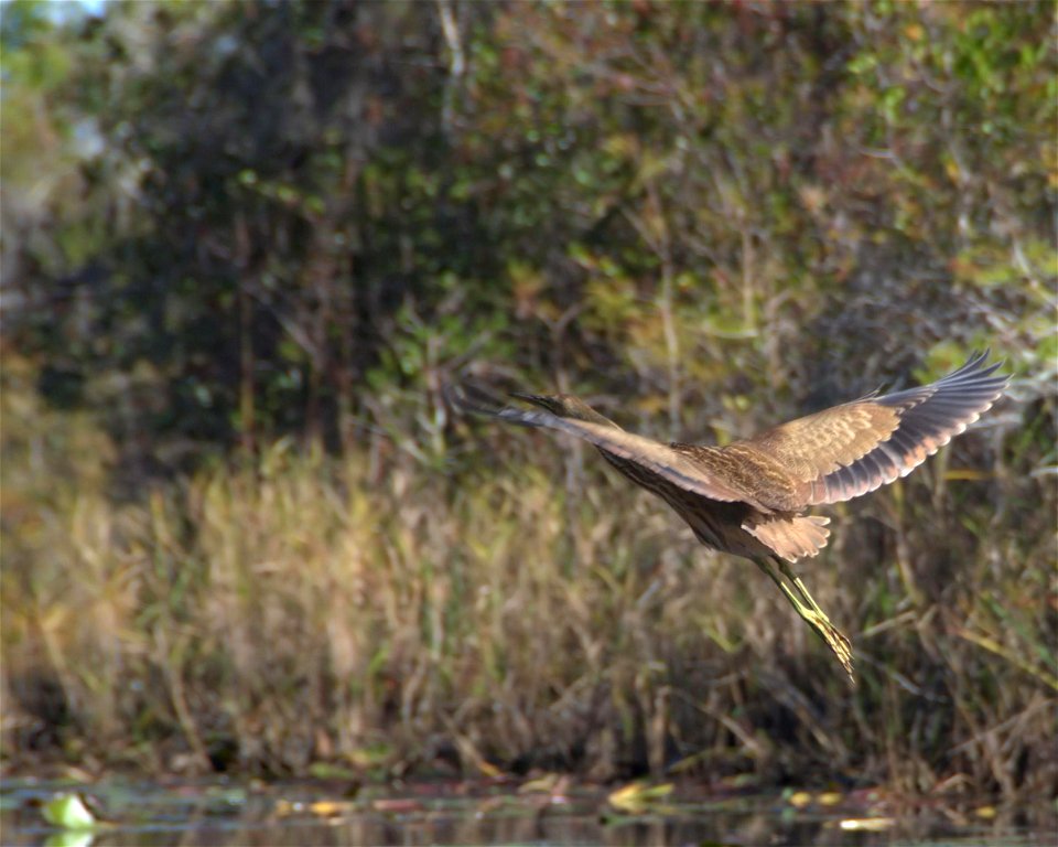 American Bittern in Chase Prarie, along Round Top Trail.
Date: November 2010

Credit: Steve Brooks