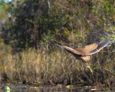 American Bittern in Chase Prarie, along Round Top Trail.
Date: November 2010

Credit: Steve Brooks