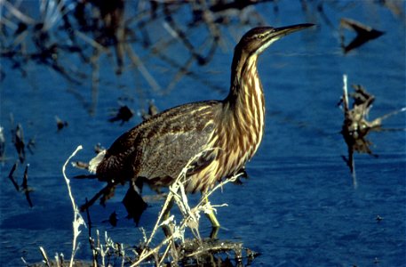 American Bittern (Botaurus lentiginosus)WO4399-006