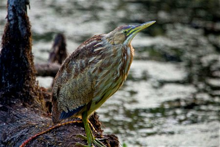 American Bittern You are free to use this image with the following photo credit: Peter Pearsall/U.S. Fish and Wildlife Service photo