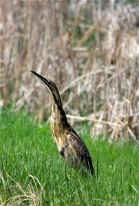 The American bittern (Botaurus lentiginosis) is a member of the heron family. While relatively common, it can be very difficult to spot in the rushes and reeds at the edges of wetlands. It will stand 