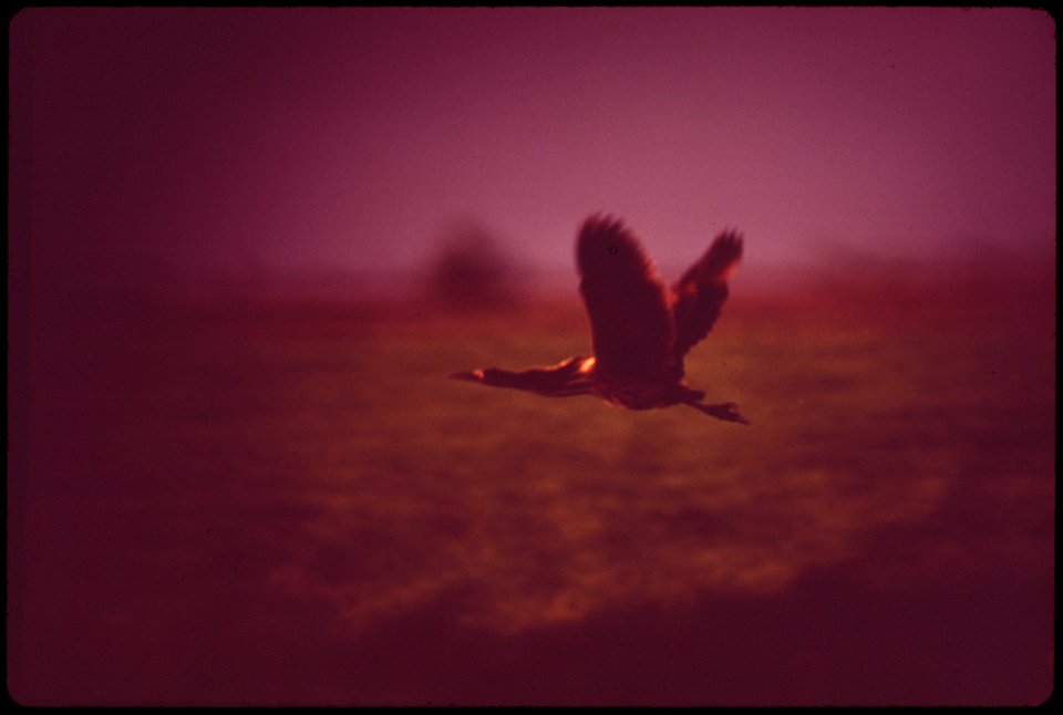 PART OF RURAL NEBRASKA'S VARIED BIRD POPULATION