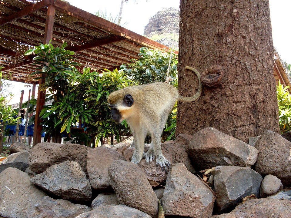 A monkey, in Cidade Velha